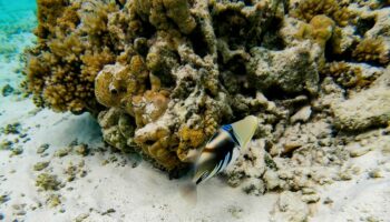 La Grande Barrière de corail se meurt et avec elle, ses couleurs