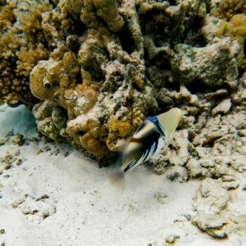 La Grande Barrière de corail se meurt et avec elle, ses couleurs