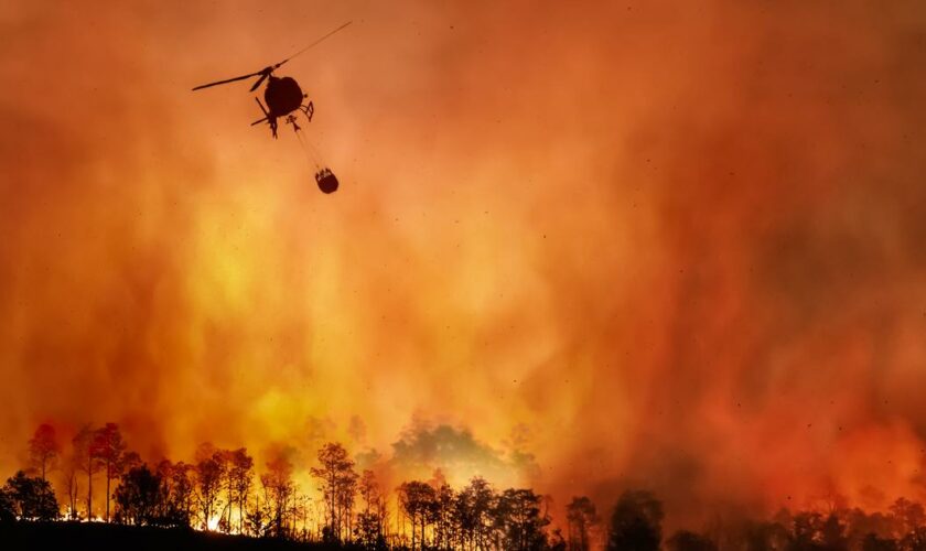 La superficie détruite par des incendies au Brésil a augmenté de 79% en 2024