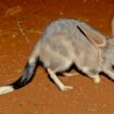 Le bilby, ce marsupial qui survit sans ne jamais boire d’eau