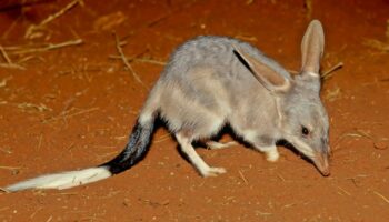 Le bilby, ce marsupial qui survit sans ne jamais boire d’eau