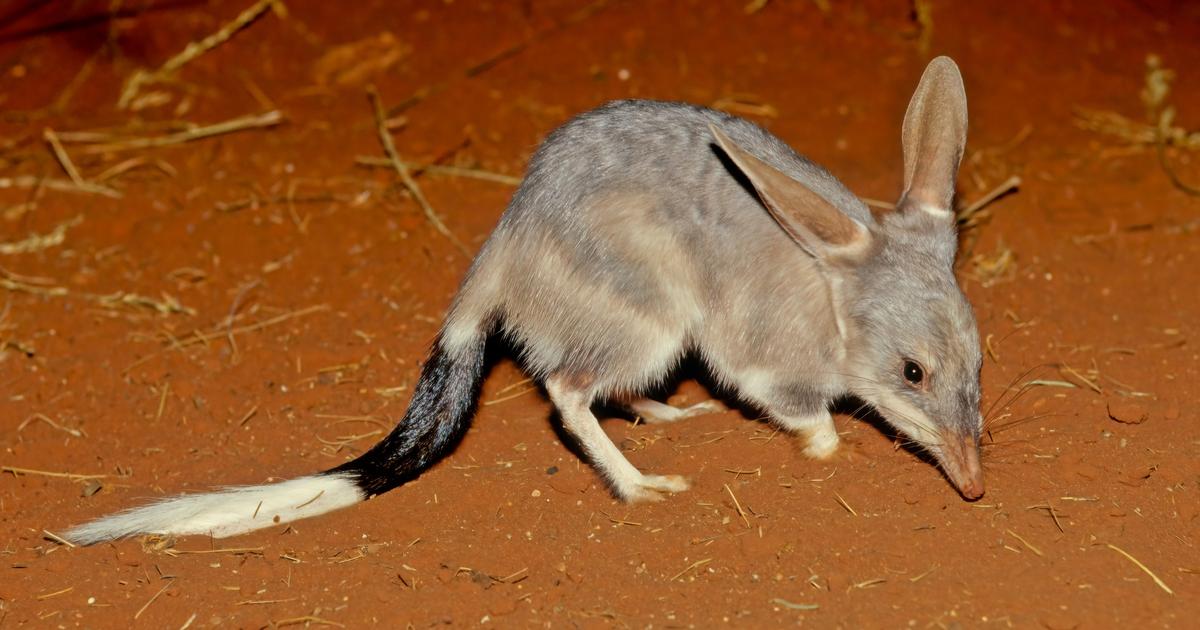 Le bilby, ce marsupial qui survit sans ne jamais boire d’eau