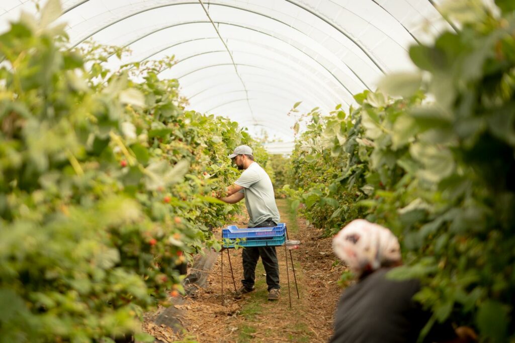 Le cauchemar des migrants employés dans les fermes britanniques