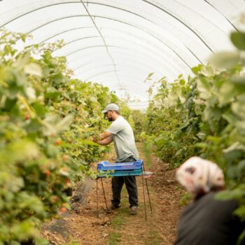 Le cauchemar des migrants employés dans les fermes britanniques