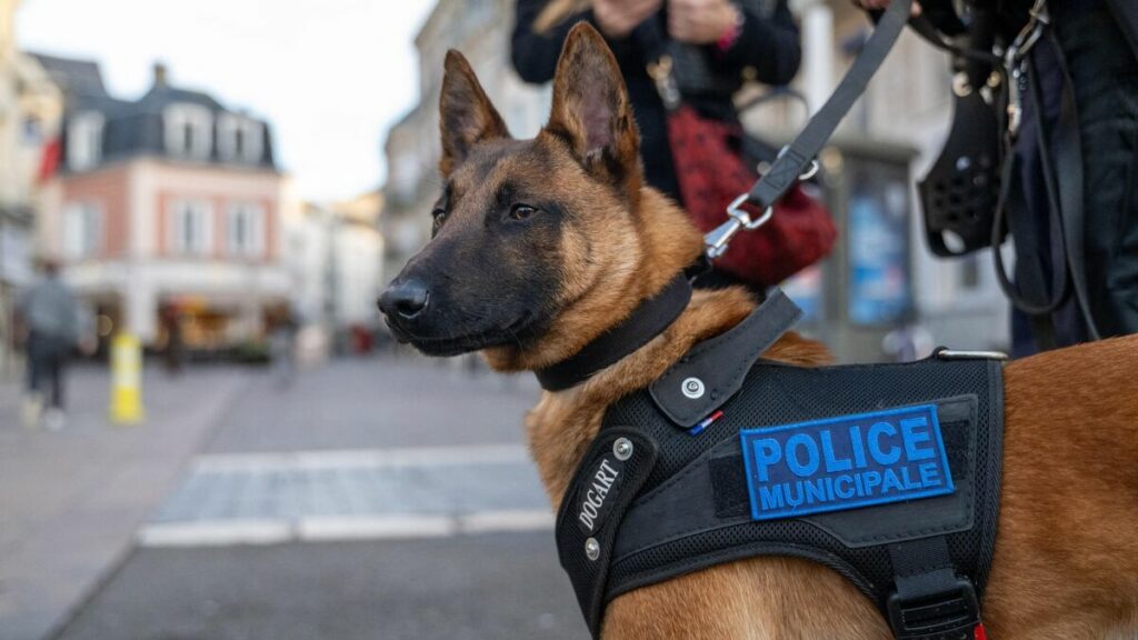 « Le chien a un effet calmant immédiat » : Chartres lance ses équipes cynophiles