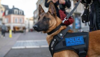 « Le chien a un effet calmant immédiat » : Chartres lance ses équipes cynophiles