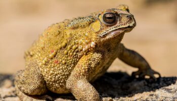 Le crapaud masqué, une histoire à rebondissements