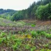 Les forêts rattachées pour la première fois au ministère de la transition écologique, dans le gouvernement Bayrou