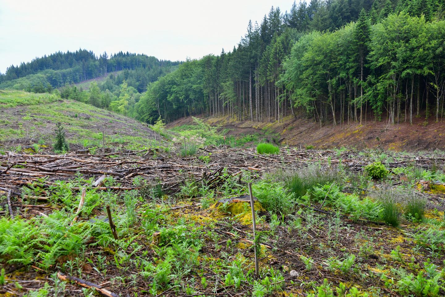 Les forêts rattachées pour la première fois au ministère de la transition écologique, dans le gouvernement Bayrou