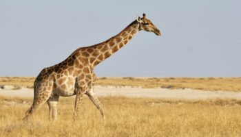 Les girafes s'étouffent-elles davantage à cause de leur long cou?