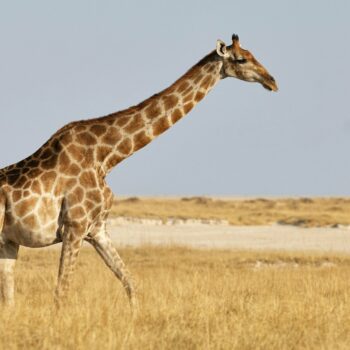 Les girafes s'étouffent-elles davantage à cause de leur long cou?