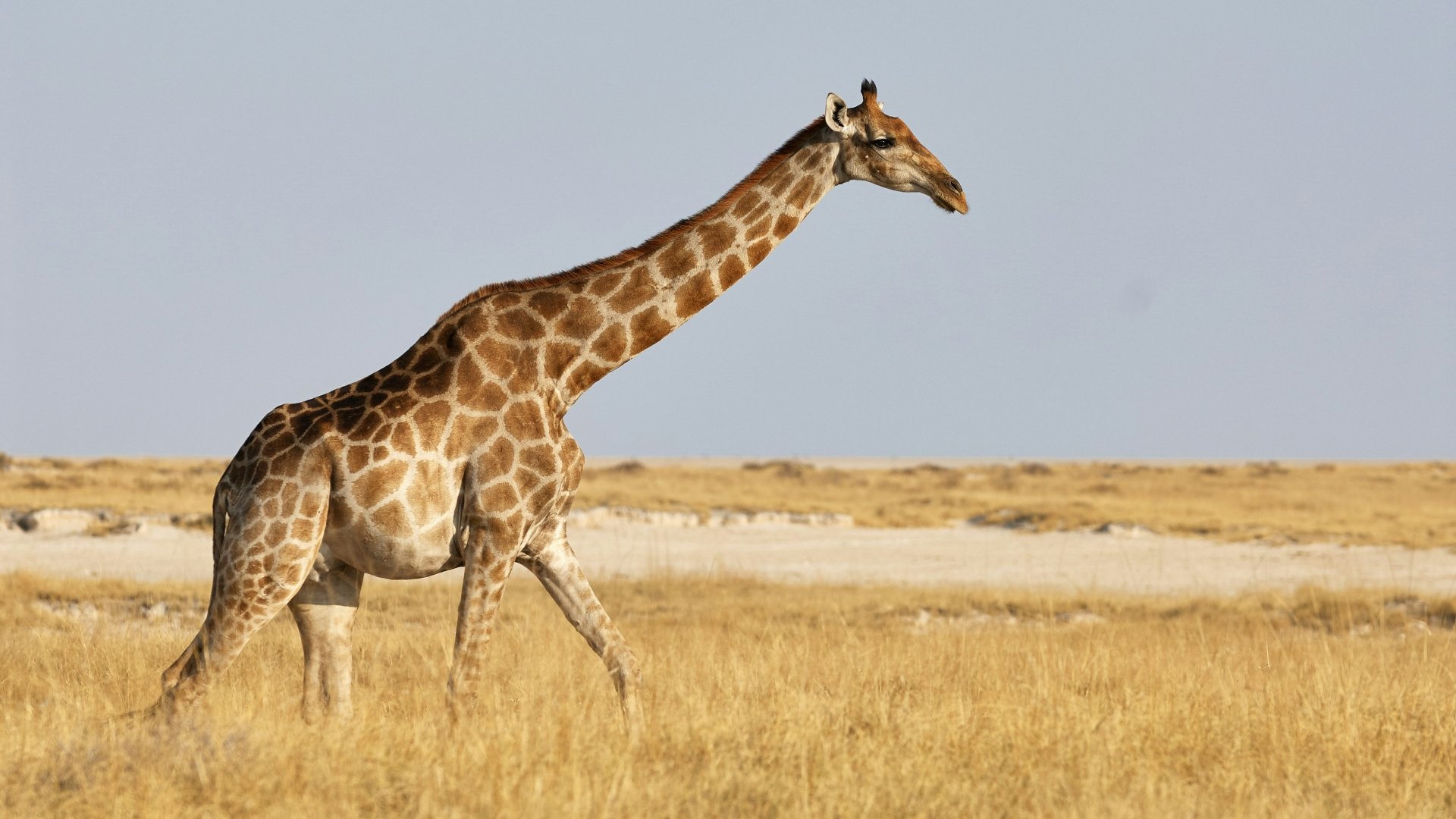 Les girafes s'étouffent-elles davantage à cause de leur long cou?