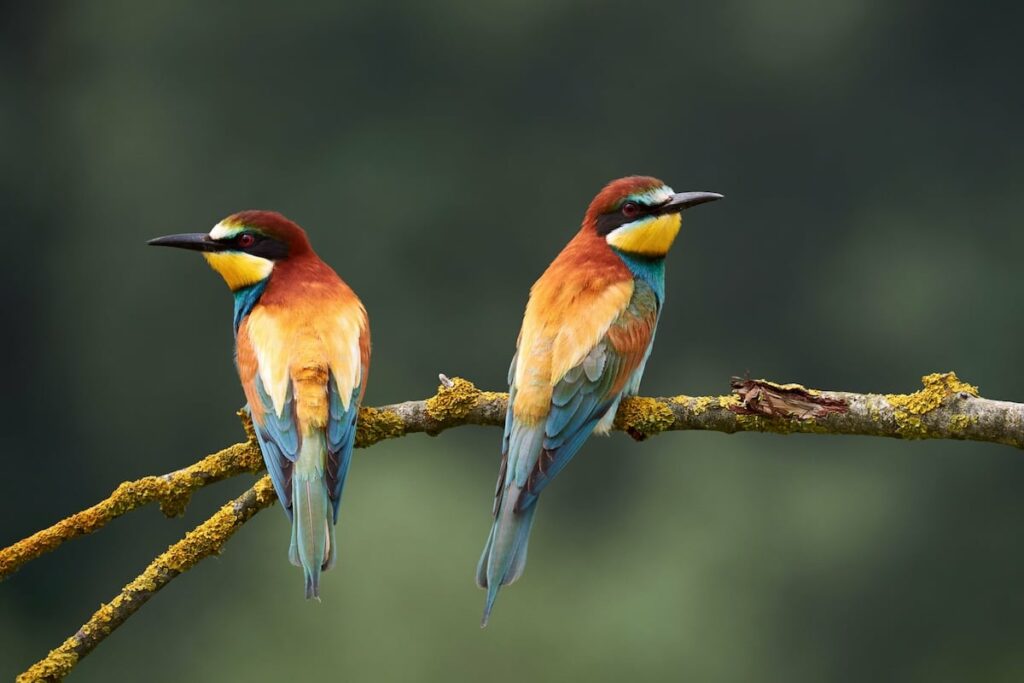 Les oiseaux aussi connaissent l'infidélité et le divorce