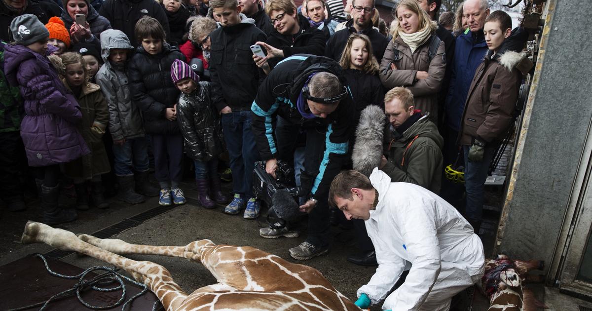 Les zoos doivent tuer leurs animaux adultes plutôt que les laisser vieillir, estiment des chercheurs