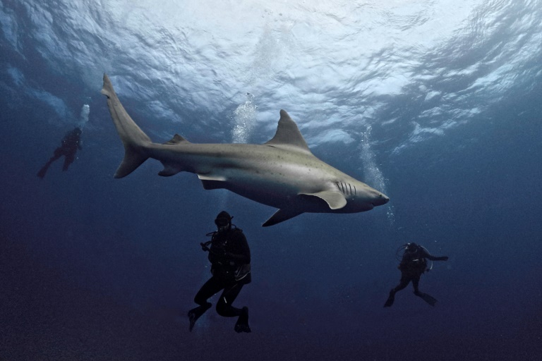 L'homme était en train de pêcher: Attaque mortelle de requin en Nouvelle-Calédonie