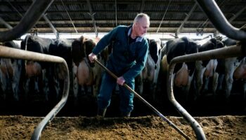 Lutte contre la pollution azotée : la justice néerlandaise désavoue le gouvernement