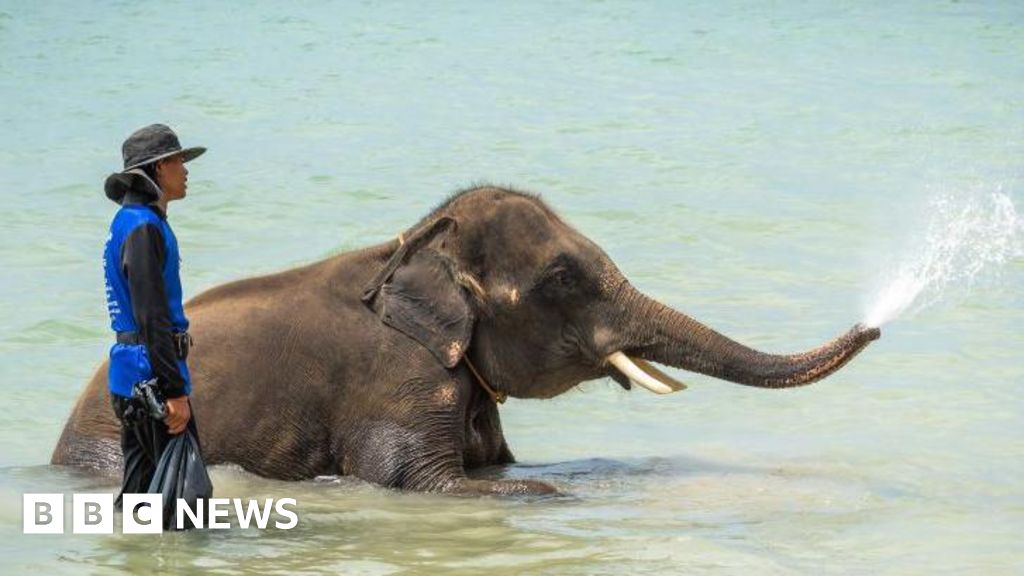 Mahout charged after elephant gores tourist to death