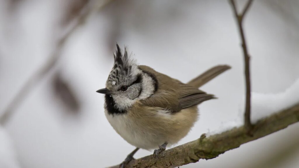 Mitten in Oberhaching: Wenn die Meise einen Vogel zeigt