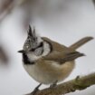 Mitten in Oberhaching: Wenn die Meise einen Vogel zeigt