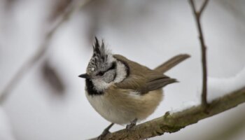 Mitten in Oberhaching: Wenn die Meise einen Vogel zeigt