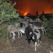 Moment LA mountain lions and goats flee to safety from blistering California fires - as city's shelters fill up with lost pets