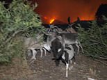 Moment LA mountain lions and goats flee to safety from blistering California fires - as city's shelters fill up with lost pets