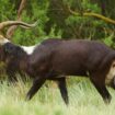 Eine Weißnacken-Moorantilope, wie die aus dem Leipziger Zoo, in freier Wildbahn