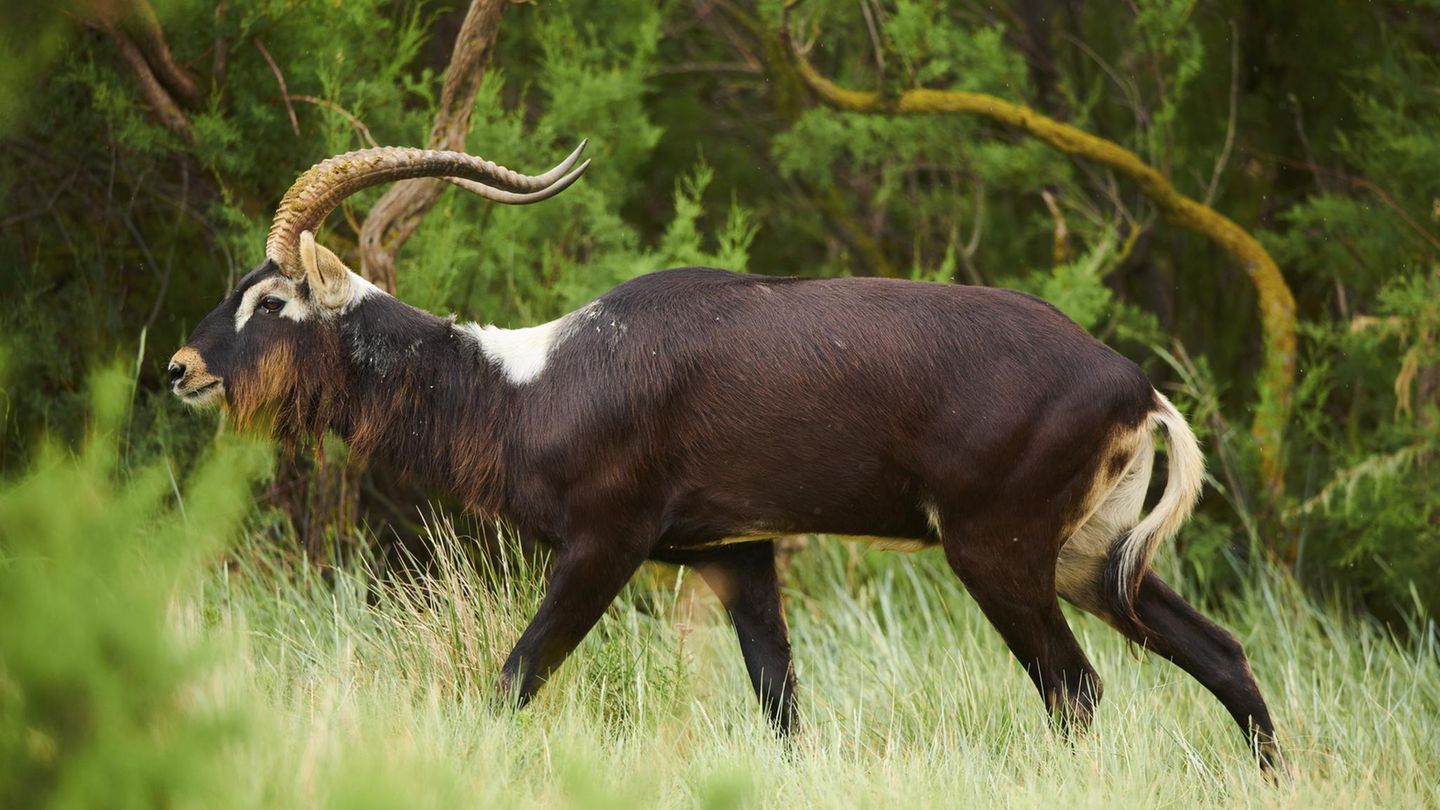 Eine Weißnacken-Moorantilope, wie die aus dem Leipziger Zoo, in freier Wildbahn