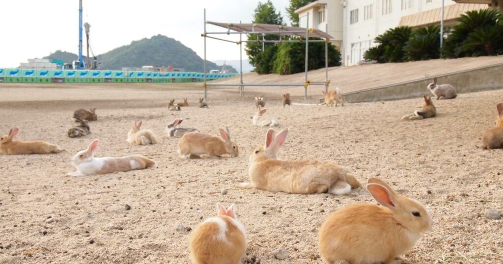 Morts en série : mais que se passe-t-il sur «l’île aux lapins» du Japon ?