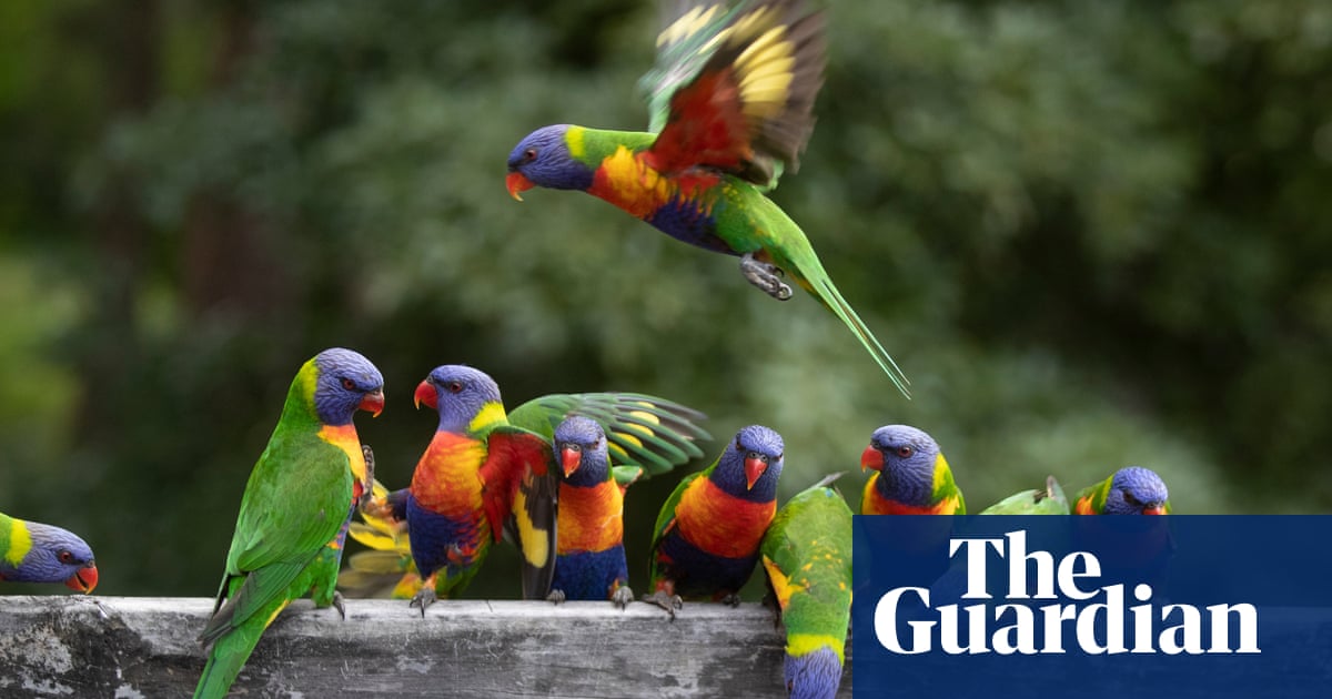 Mystery syndrome killing rainbow lorikeets and flying foxes leaves scientists baffled