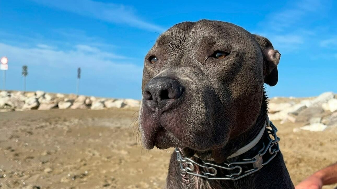 Niederdonven: L'appel poignant de la famille d'un chien mortellement percuté par un chauffard