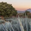 Notre road-trip au Mexique, le long de l’envoûtante route de la tequila