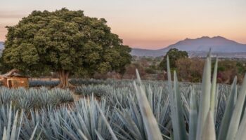 Notre road-trip au Mexique, le long de l’envoûtante route de la tequila