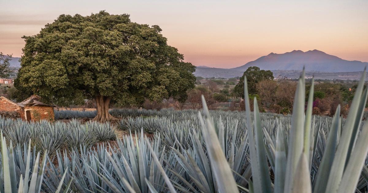 Notre road-trip au Mexique, le long de l’envoûtante route de la tequila