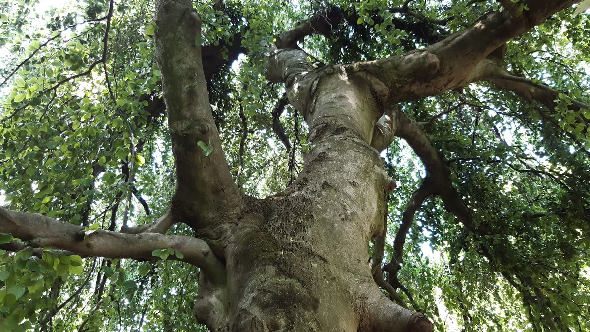 « On a l’impression qu’ils sont solides mais c’est faux » : à Gennevilliers, 10 000 arbres sous haute protection