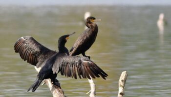 « On veut protéger nos poissons » : jugés trop gourmands, les cormorans agacent les pêcheurs des Yvelines