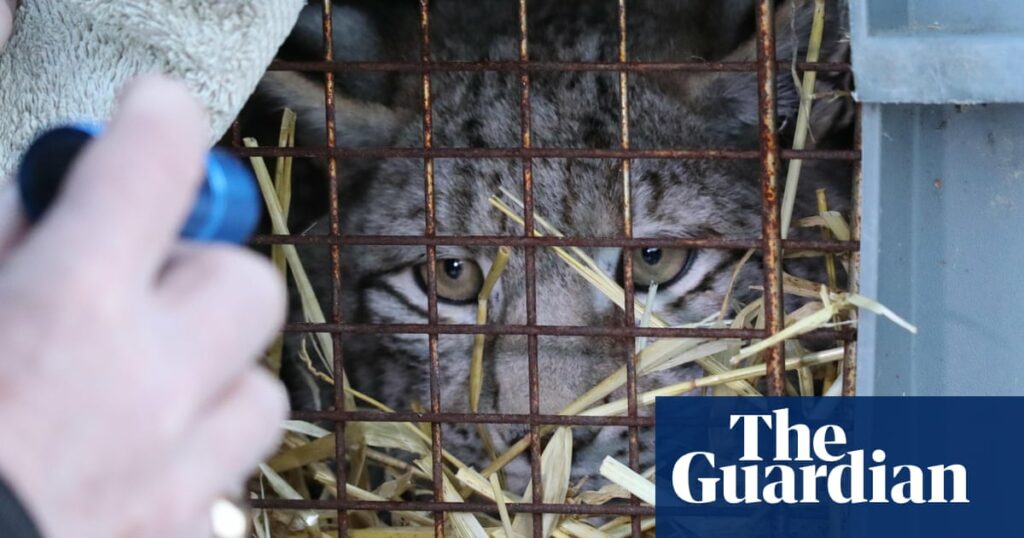 One of four lynx captured in Scottish Highlands dies