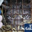 One of four lynx captured in Scottish Highlands dies