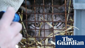 One of four lynx captured in Scottish Highlands dies