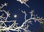 Out of this world! Venus dazzles in the night sky above the moon during an unusual cosmic phenomena TONIGHT