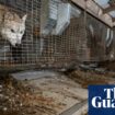 Over 250 animals rescued from ‘horrific’ conditions on Ohio fur farm