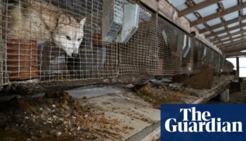 Over 250 animals rescued from ‘horrific’ conditions on Ohio fur farm