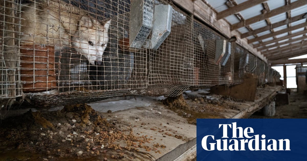 Over 250 animals rescued from ‘horrific’ conditions on Ohio fur farm