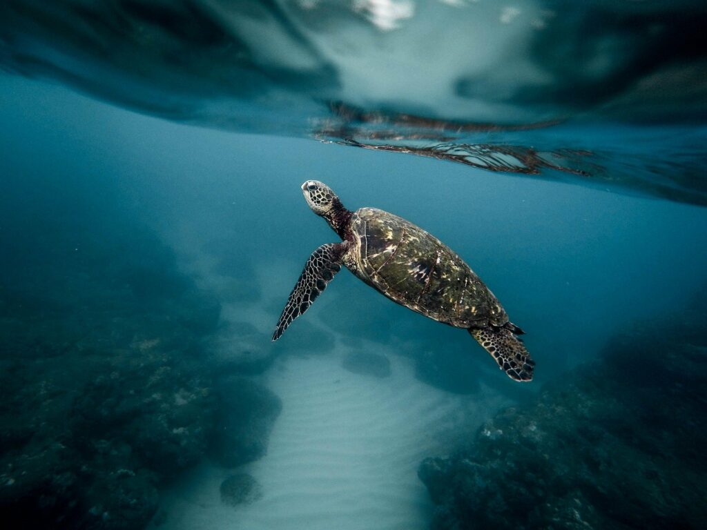 Plus de 400 tortues de mer mortes se sont échouées sur les côtes indiennes, une première depuis vingt ans