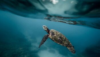 Plus de 400 tortues de mer mortes se sont échouées sur les côtes indiennes, une première depuis vingt ans