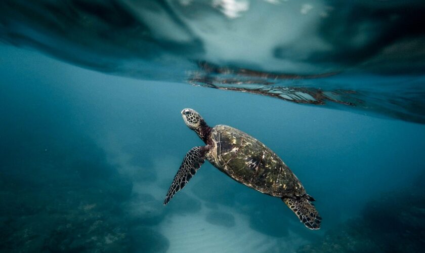 Plus de 400 tortues de mer mortes se sont échouées sur les côtes indiennes, une première depuis vingt ans