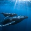 Plus loin, plus longtemps : les baleines bouclent 2024 avec un double record