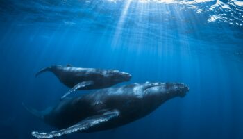 Plus loin, plus longtemps : les baleines bouclent 2024 avec un double record