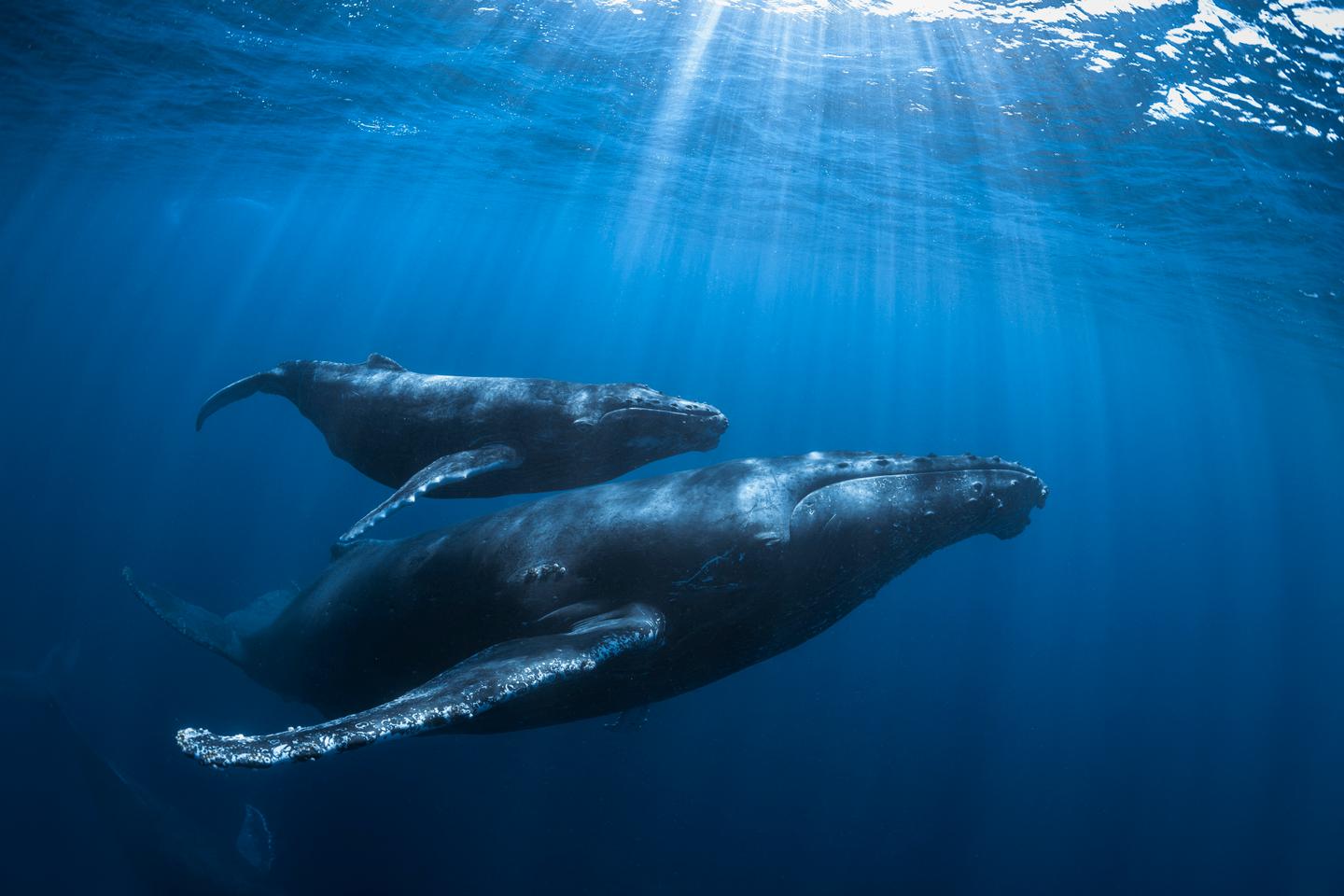 Plus loin, plus longtemps : les baleines bouclent 2024 avec un double record