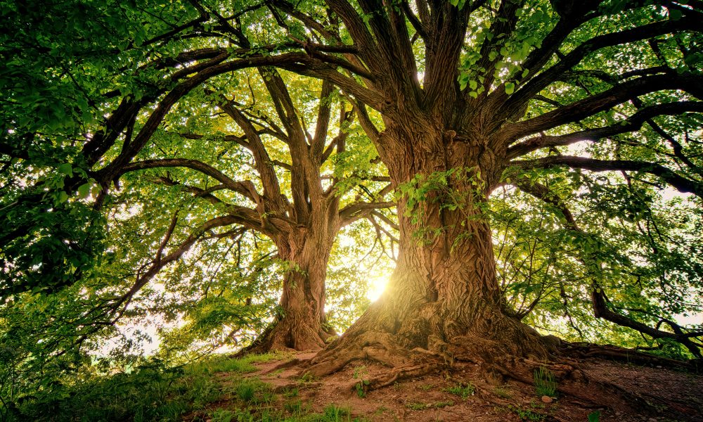 Pour compenser leur coût écologique, les logiciels d’IA généreront automatiquement une image d’arbres